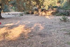 Terreno con olive