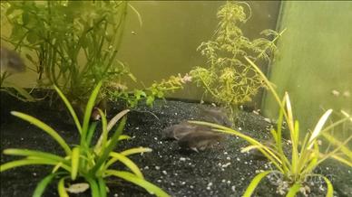 Corydoras nati in acquario