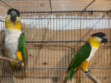 Caicco testa gialla e testa nera da imbecco