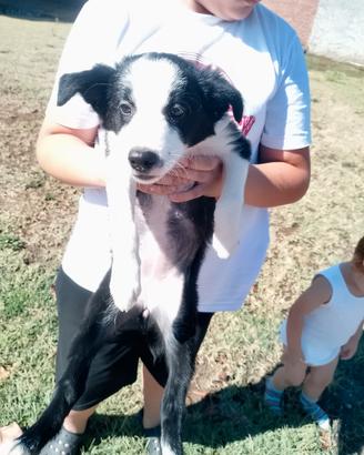 Cuccioli di Border collie