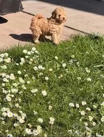 Cuccioli di barboncino