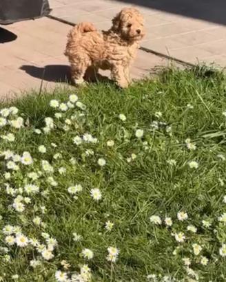Cuccioli di barboncino