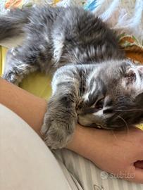 Maine coon con pedigree
