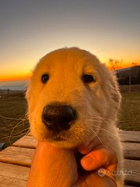 Cuccioli di cane maremmano