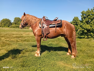 Cavallo
