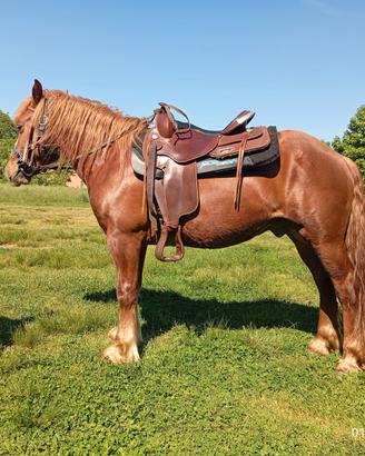 Cavallo