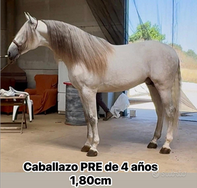 Cavallo Spagnolo Bianco PRE 4 ANNI 1.80 GUASON VS