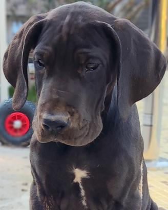 Cucciolo di alano