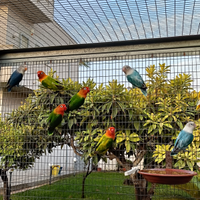 Inseparabili di Fischer