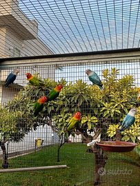 Inseparabili di Fischer