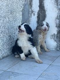Border collie