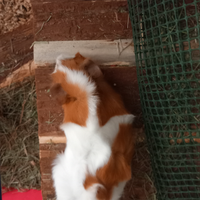 Cavia americana