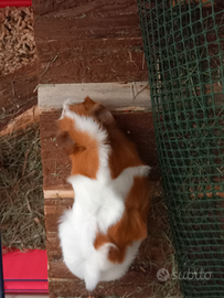 Cavia americana