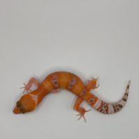 Geco leopardino