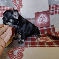 Bulldogue francese femmine black 3 mesi