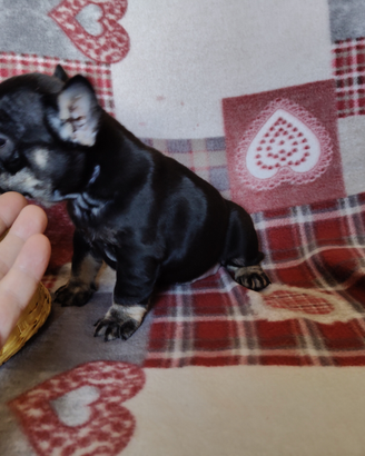 Bulldogue francese femmine black 3 mesi