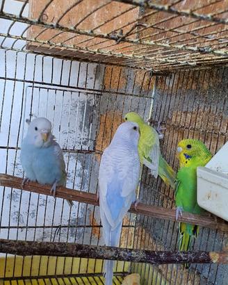 Cocoriti Maggiorati Singoli Coppie Blocco