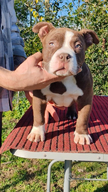 American bully pocket