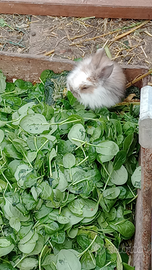 Coniglietti testa di ariete / testa di leone