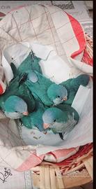 Parrocchetti monaci allevati a mano addomesticati