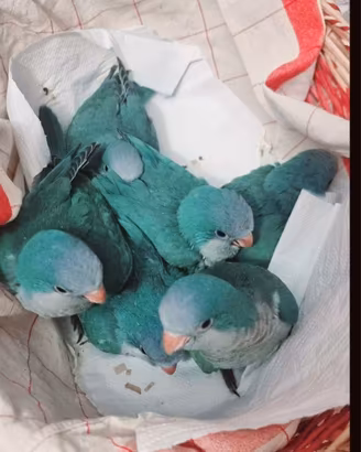 Parrocchetti monaci allevati a mano addomesticati