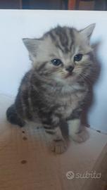 Gatti scottish
