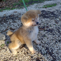 Cuccioli Akita inu