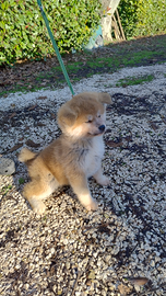 Cuccioli Akita inu