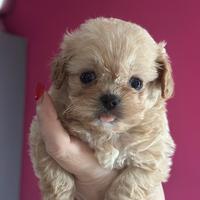 Maltipoo mini