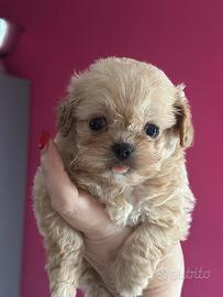 Maltipoo mini
