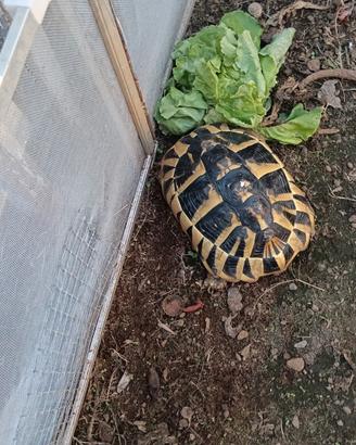 Tartaruga
