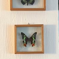 Collezione di farfalle in teche