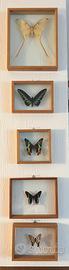 Collezione di farfalle in teche