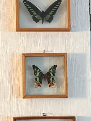 Collezione di farfalle in teche