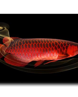 Quadro Stampa su Tela Arowana Red 70x120