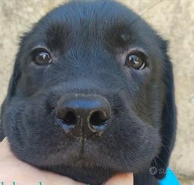 Labrador retriever