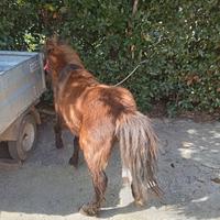 Pony cavallo