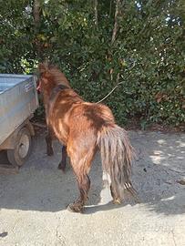 Pony cavallo