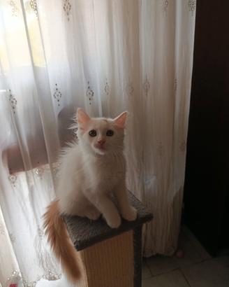 Gattino cucciolo