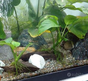 Piante per acquario. Anubias
