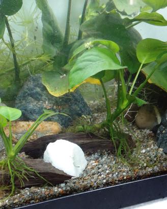 Piante per acquario. Anubias