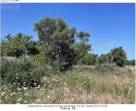 Terreno Agricolo Triggiano [A4294265]