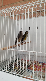 Canarino femmina spagnolo