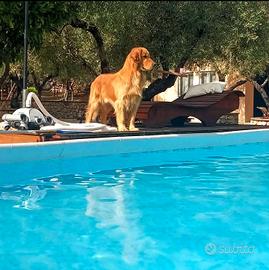 Accoppiamento Golden retriever
