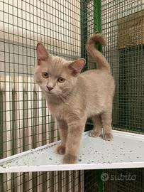 British Shorthair - m&f
