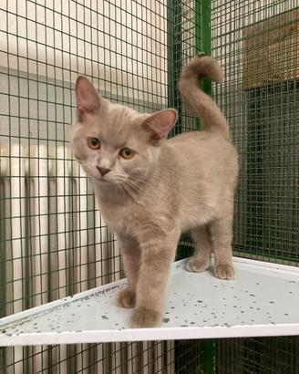 British Shorthair - m&f