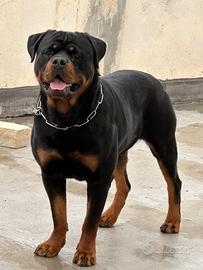 Monte Cane Rottweiler (Accoppiamento )