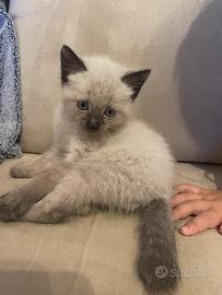 Gattino siamese