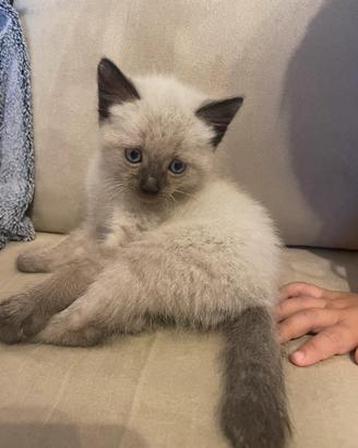 Gattino siamese