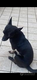 Pinscher di 2 anni